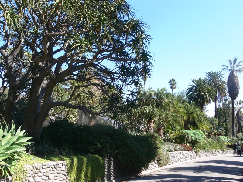 Garden path lined with palm trees, succulents and tall trees under a blue sky